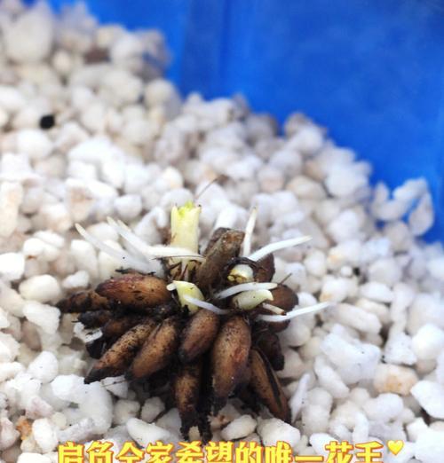 花毛茛第二年发芽的条件是什么？