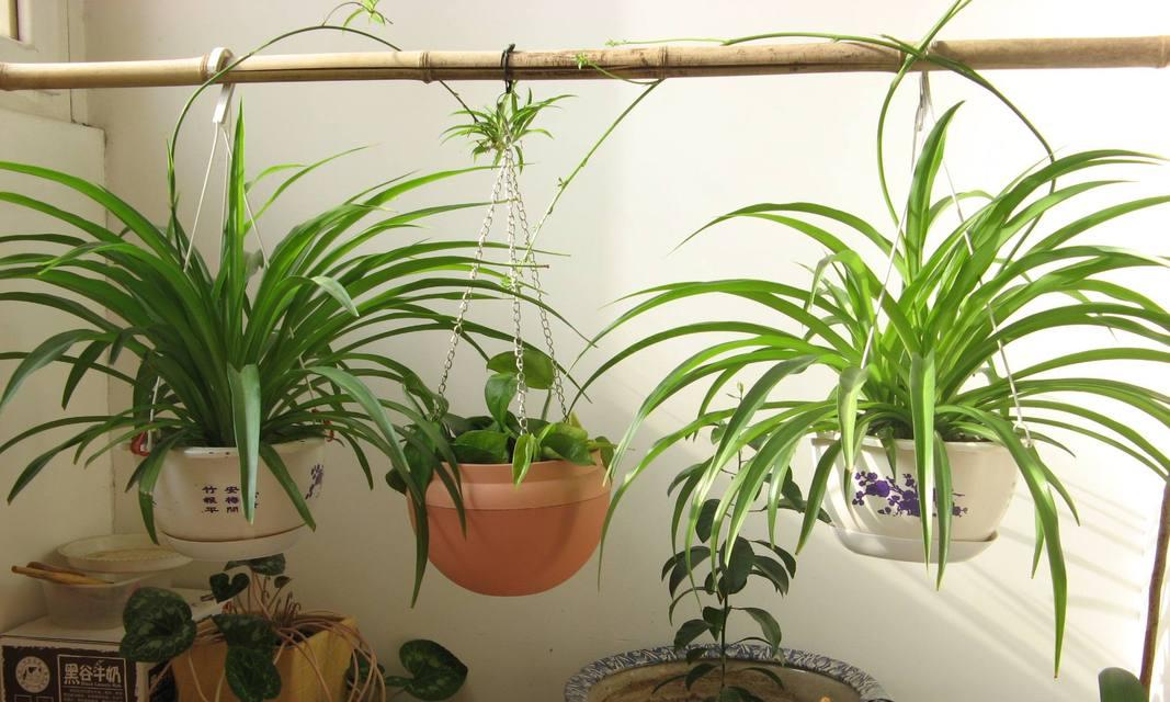 哪些垂吊植物适合推荐？