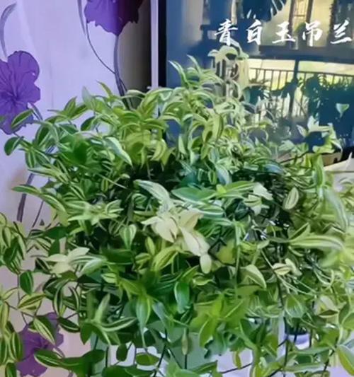 哪些垂吊植物适合推荐？