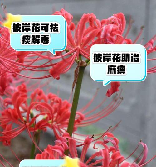彼岸花开花和长叶的时间是什么时候？