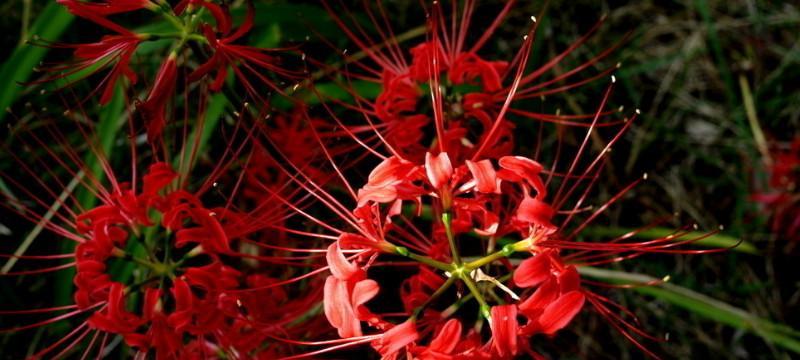 彼岸花开花和长叶的时间是什么时候？