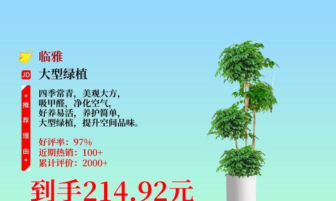 室外大型盆栽如何选择和养护？