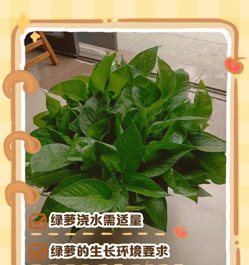 绿萝养殖方法和注意事项有哪些？