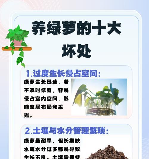 绿萝养殖方法和注意事项有哪些？