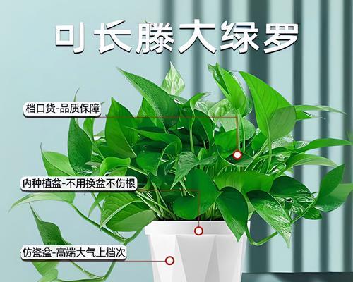 绿萝养殖方法和注意事项有哪些？