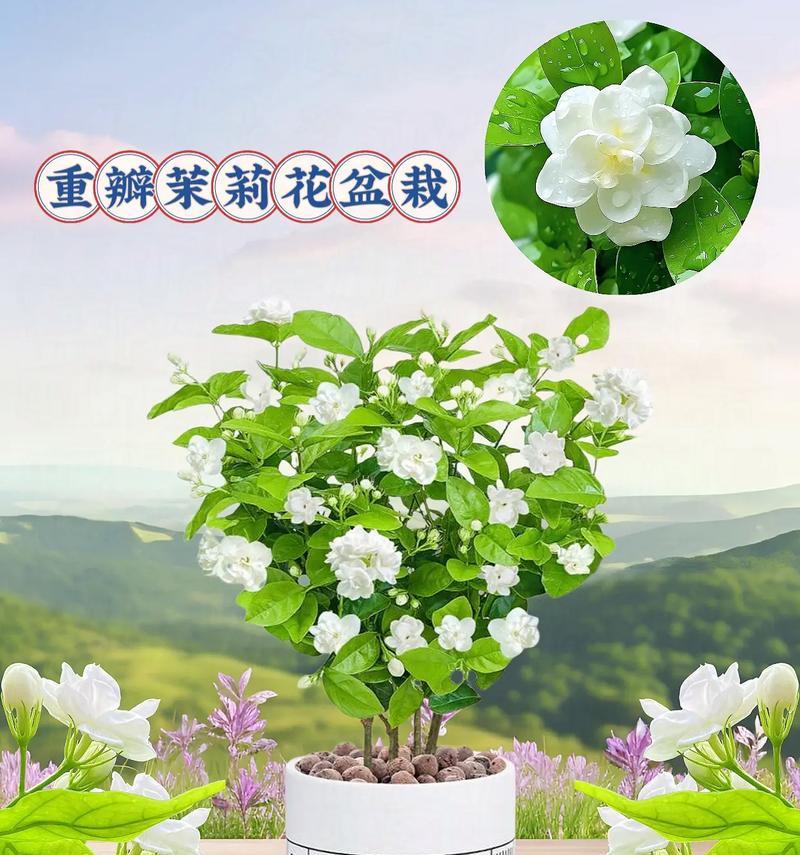 茉莉花开花时间是什么时候？