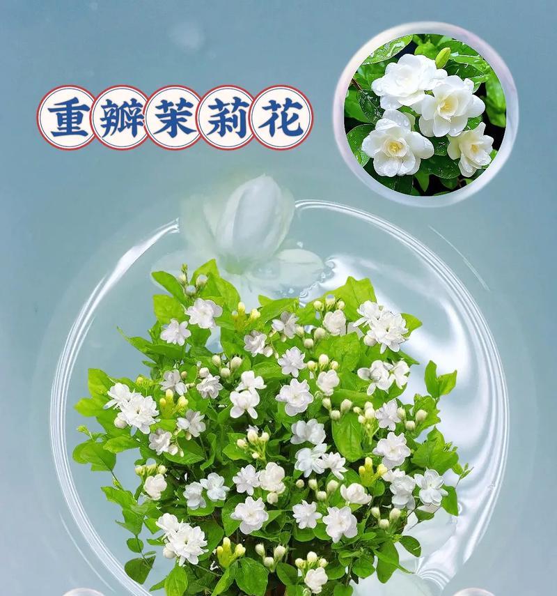 茉莉花开花时间是什么时候？