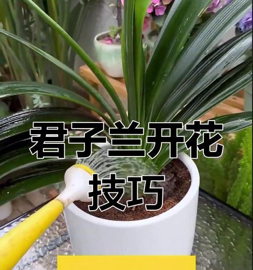 君子兰养护和浇水方法是什么？