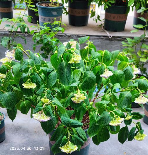 无尽夏绣球花的养护指南是什么？