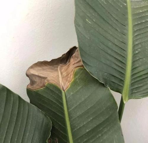 鹤望兰叶子有毒吗？枯萎了怎么办？