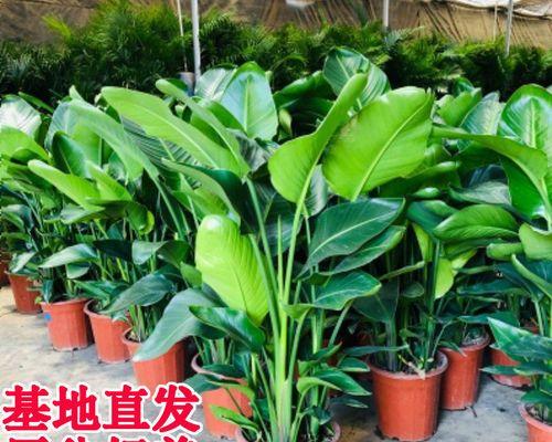 鹤望兰叶子有毒吗？枯萎了怎么办？