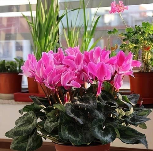 哪些花适合大片种植且容易种植？