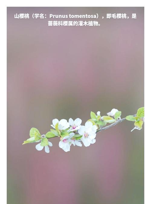 樱桃花和樱花有什么区别？