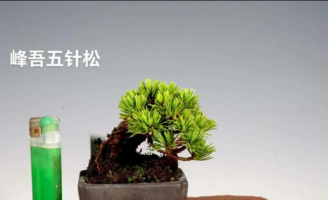 五针松盆景的养殖方法是什么？