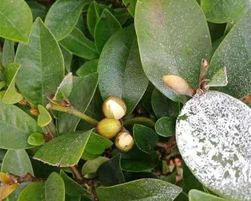 含笑盆栽花卉的养殖方法是什么？