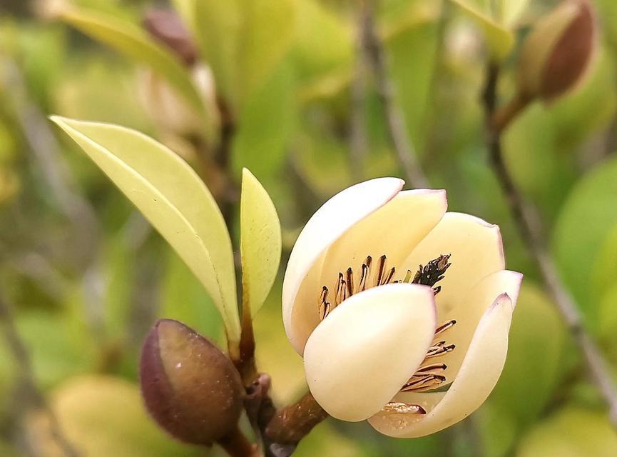 含笑盆栽花卉的养殖方法是什么？