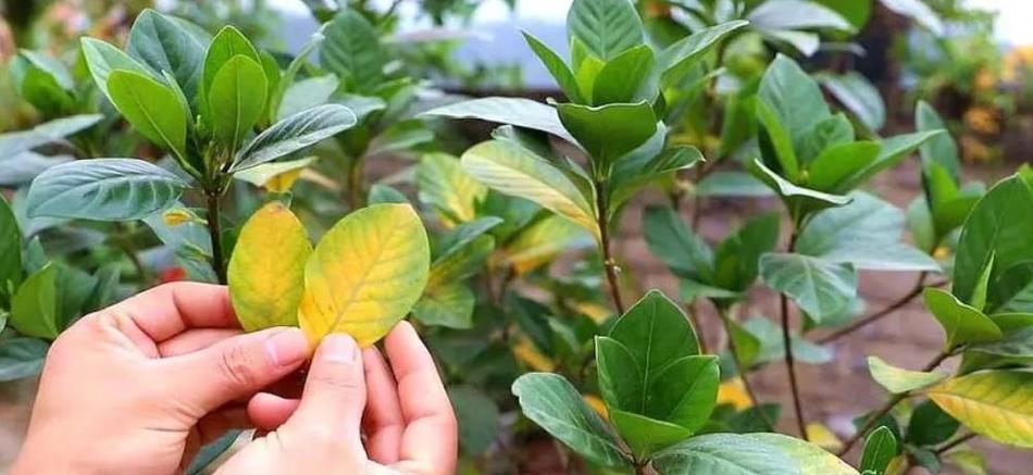 栀子花何时开花？如何确保馥郁芬芳之美？
