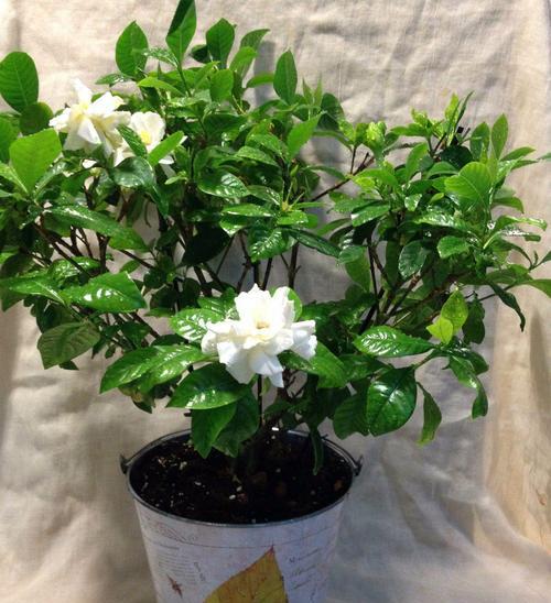 栀子花何时开花？如何确保馥郁芬芳之美？