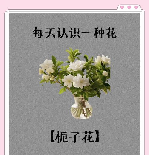 栀子花何时开花？如何确保馥郁芬芳之美？