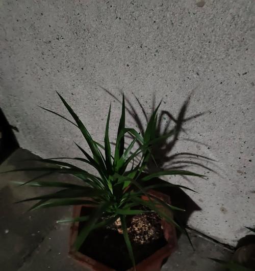 龙血树与龙须树是同一种植物吗？它们的区别是什么？