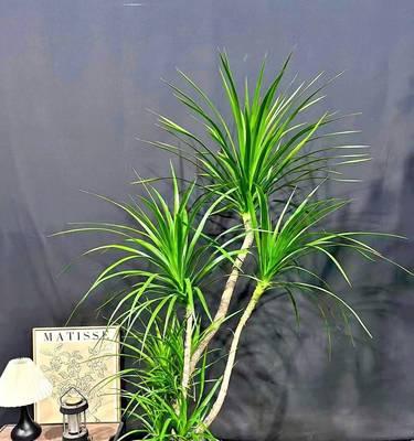 龙血树与龙须树是同一种植物吗？它们的区别是什么？