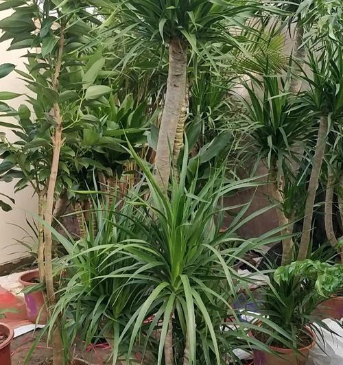 龙血树与龙须树是同一种植物吗？它们的区别是什么？