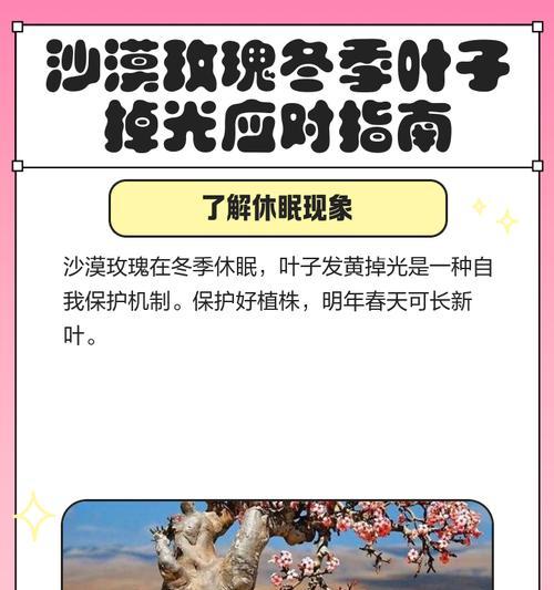 沙漠玫瑰冬季如何过冬？有哪些注意事项？
