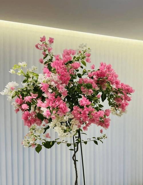 哪些花卉的花期在九月份？
