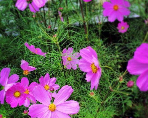 哪些花卉的花期在九月份？