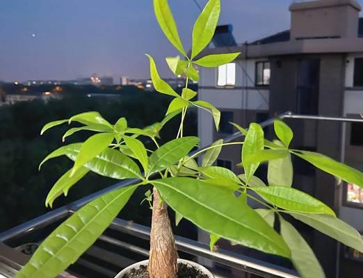 有哪些长叶子的绿植适合室内养护？