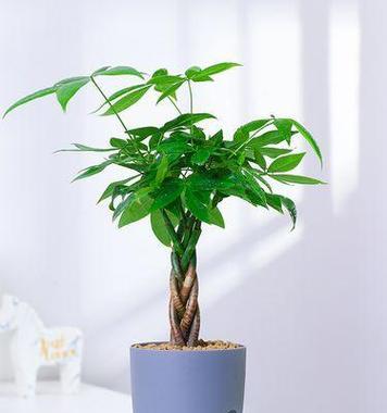 有哪些长叶子的绿植适合室内养护？