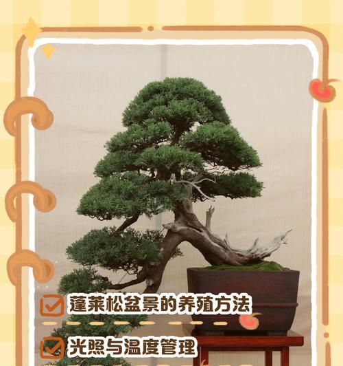 蓬莱松修剪有哪些技巧？