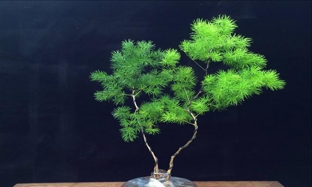 蓬莱松修剪有哪些技巧？