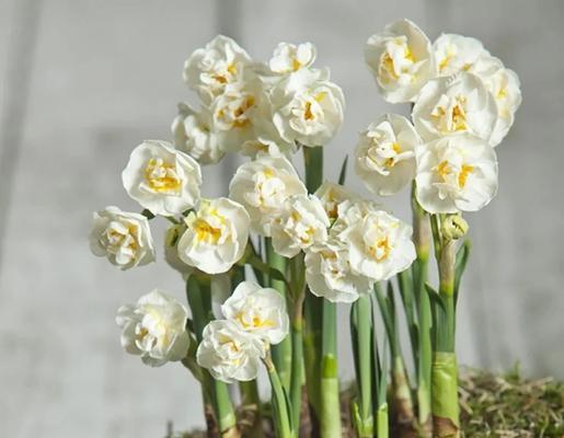 水仙花的花期到底有多长？