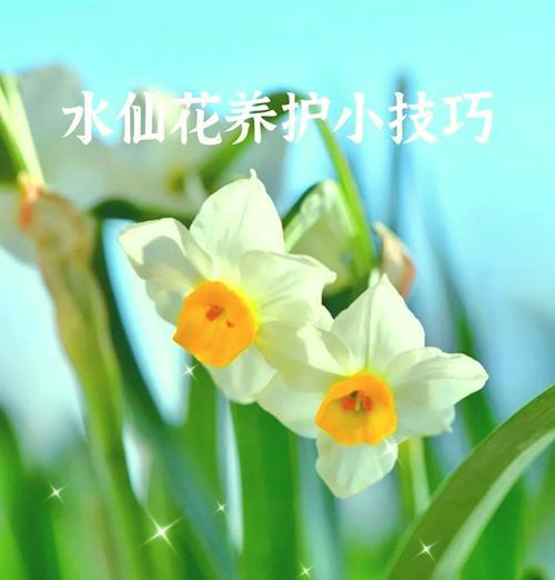 水仙花的花期到底有多长？