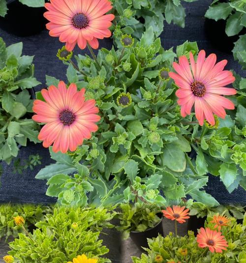 南非万寿菊有哪些特点？花期是多久？