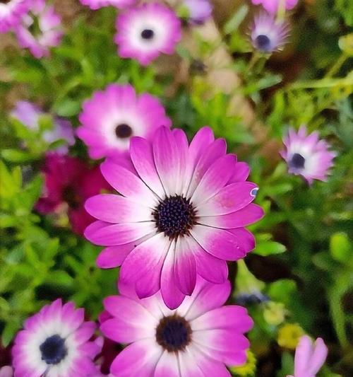 南非万寿菊有哪些特点？花期是多久？