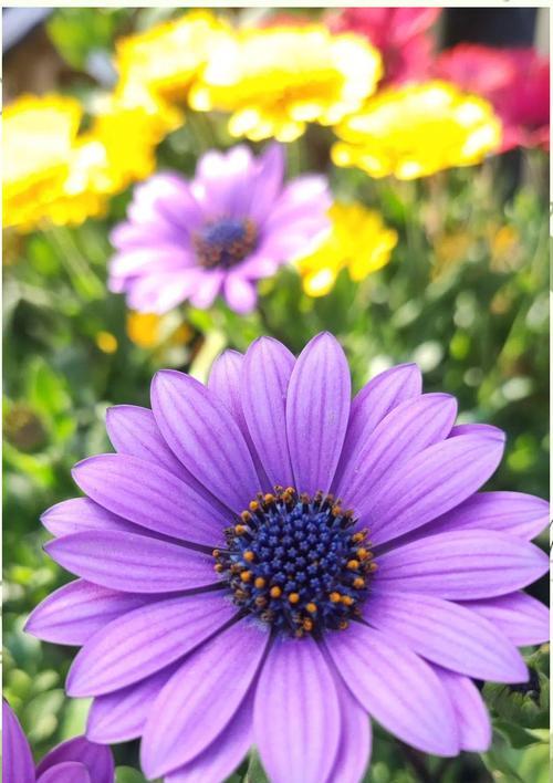 南非万寿菊有哪些特点？花期是多久？