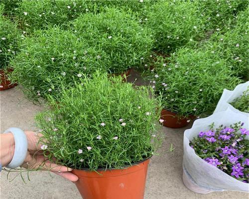 满天星是否含有花粉？