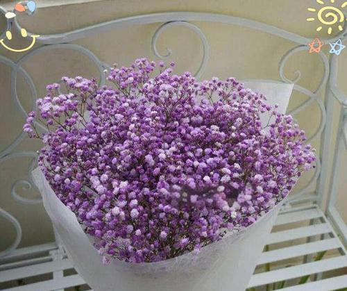吉普赛满天星的花期是怎样的？