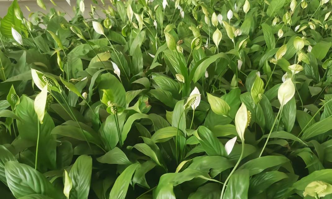 你知道哪些观叶植物？