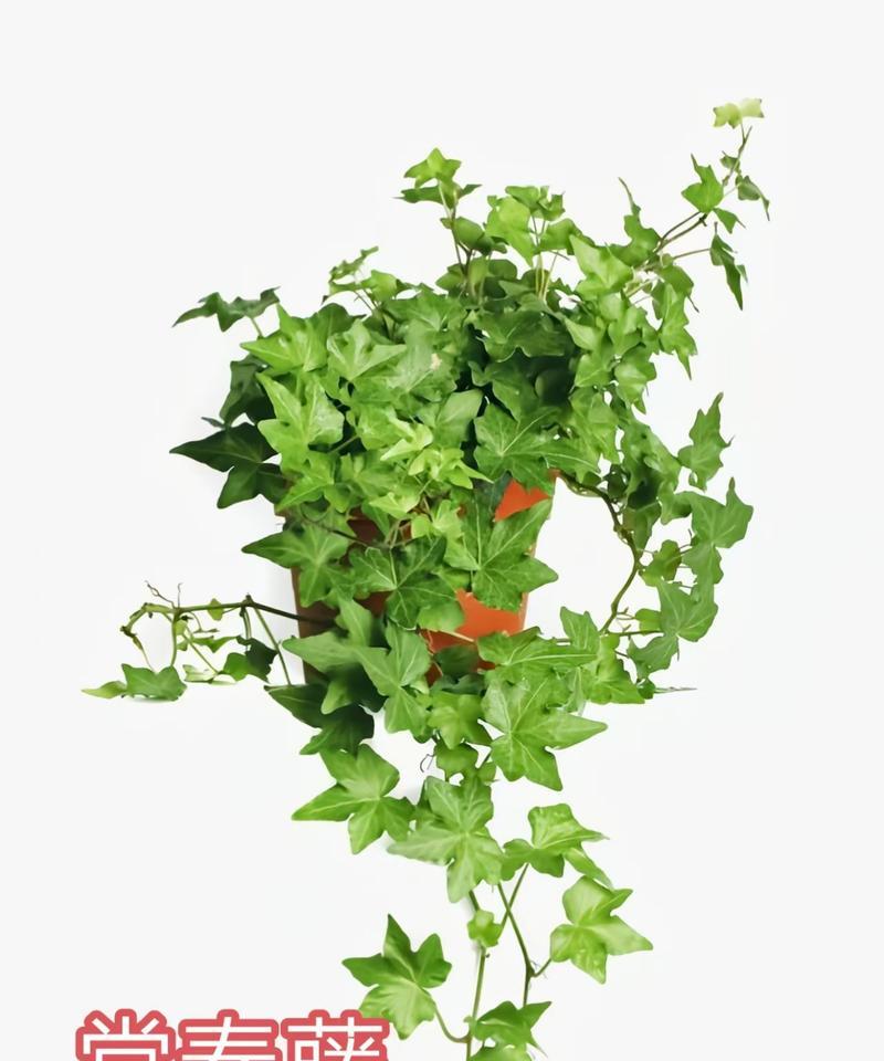 你知道哪些观叶植物？