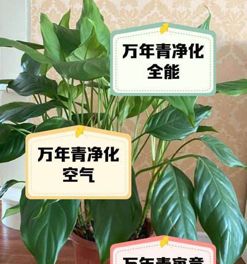 万年青叶子发黄下垂怎么办？