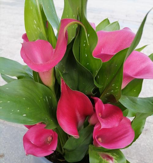 马蹄莲开花后如何处理？种植建议是什么？