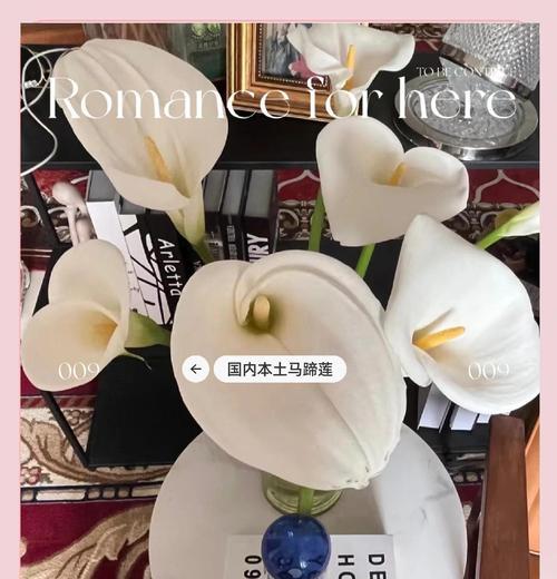 马蹄莲开花后如何处理？种植建议是什么？