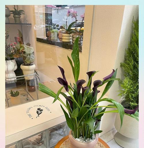 马蹄莲开花后如何处理？种植建议是什么？