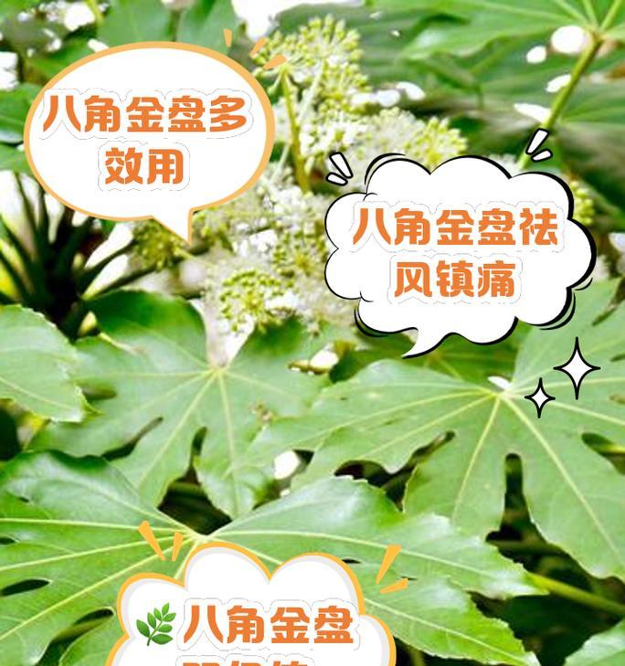 八角金盘如何养殖？有哪些注意事项？