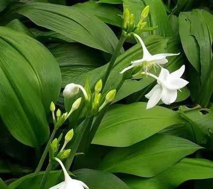 一叶兰养护指南：从种植到日常护理全方位攻略是什么？