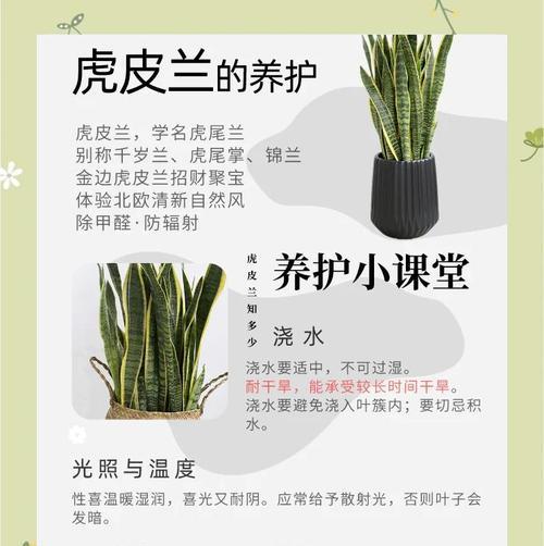 一叶兰养护指南：从种植到日常护理全方位攻略是什么？