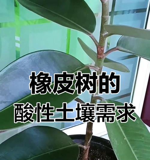 橡皮树养护全攻略：从修剪到造型的整体方案如何制定？